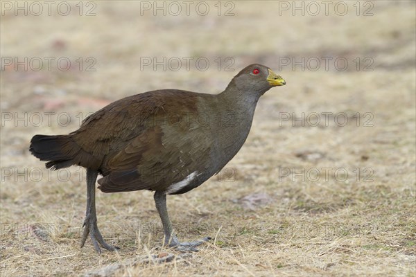 Tasmanian Nativehen