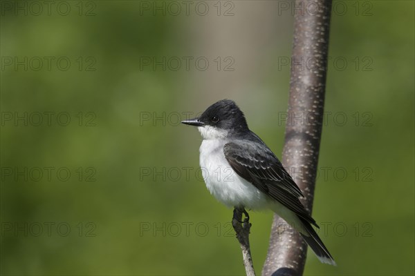 Eastern Kingbird