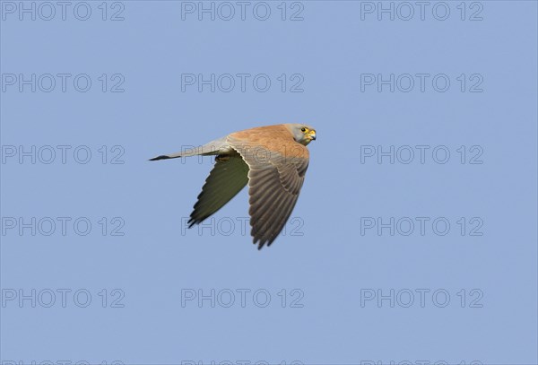 Lesser Kestrel