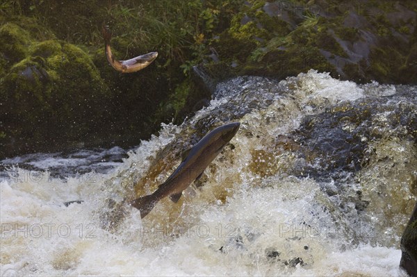 Atlantic salmon