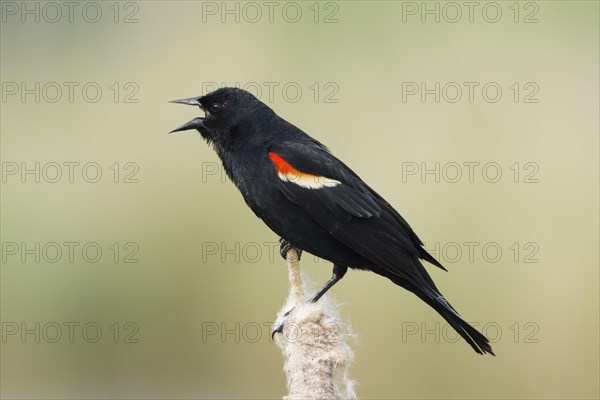 Red-winged Blackbird