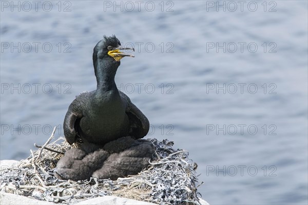 European Shag