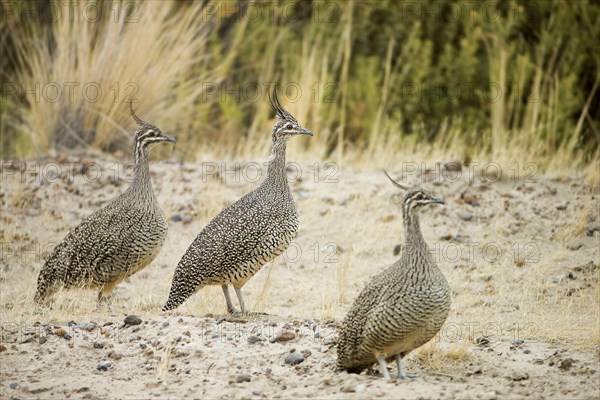 Elegant Crested Tinamou