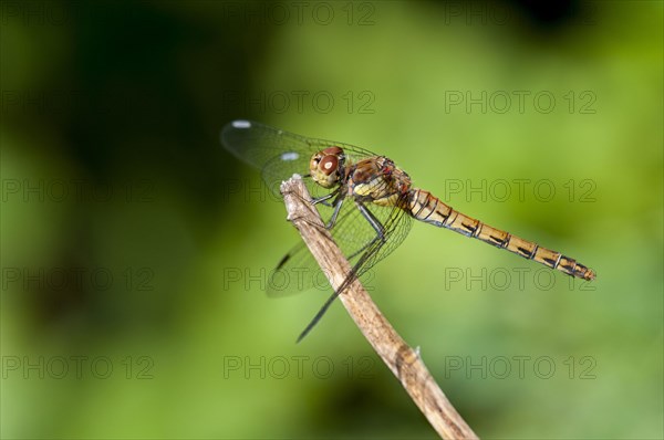 Common Darter