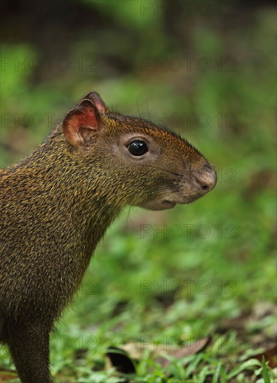 Central american agouti