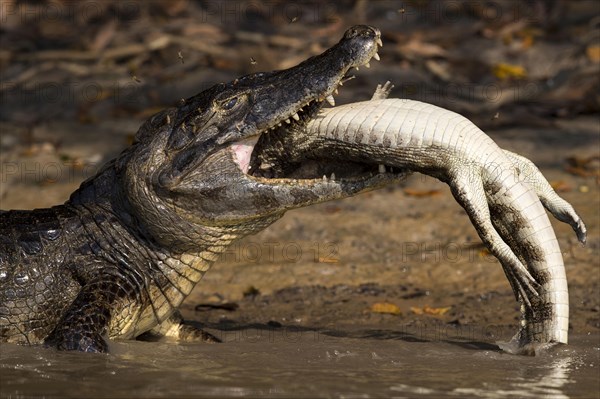 Spectacled Caiman