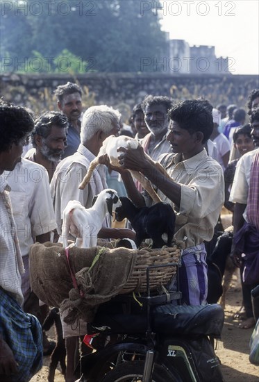 Selling goat calf in Periodical market at Perundurai near Erode