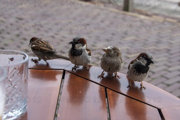 House sparrows