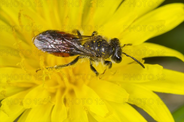 Red-girdled Mining Bee