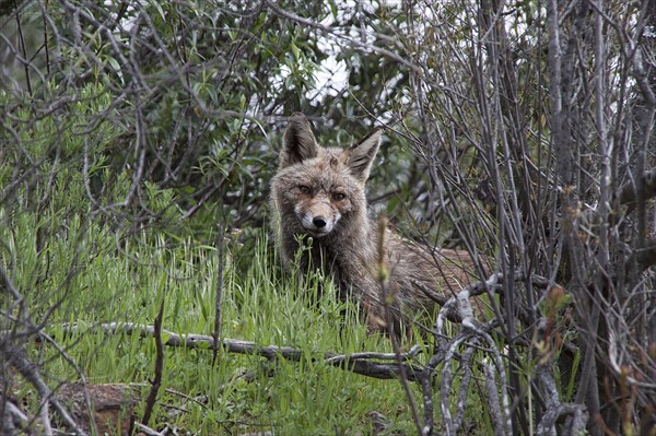 Iberian Red Fox