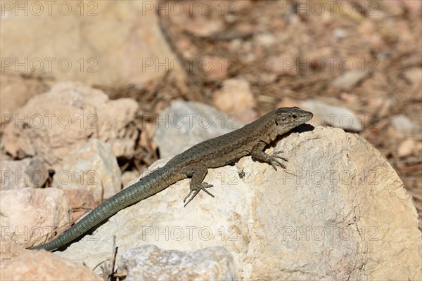 Dragonera Lizard