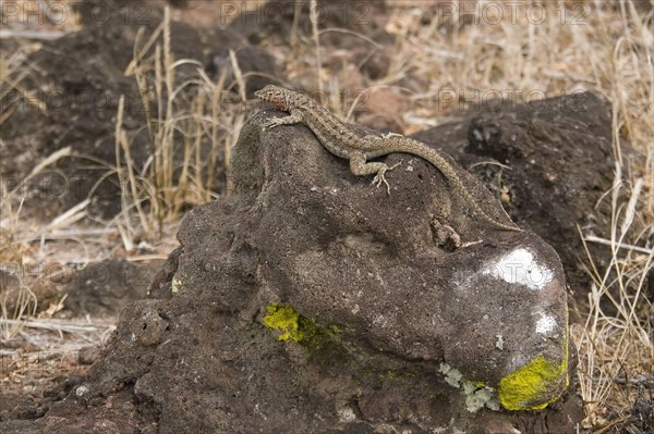 Galapagos lava lizard on Santa fe