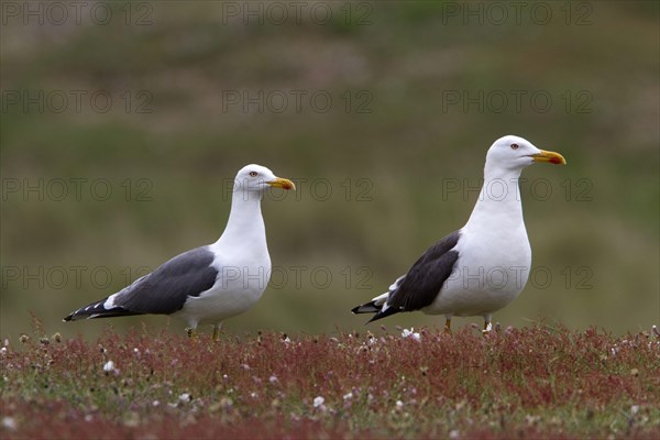 Pair of Lesser Black-backed Gulls on Havergate Island