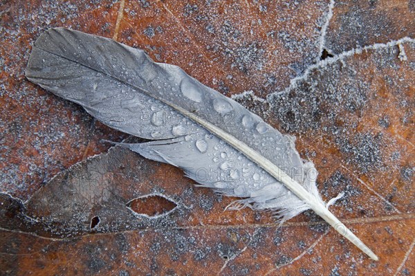 Feather of common wood pigeon