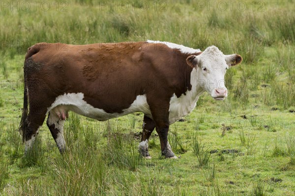 Hereford cattle