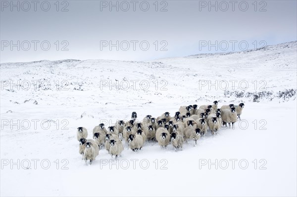 Swaledale Sheep