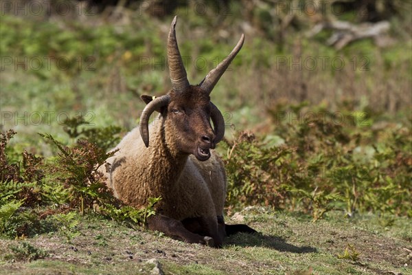 Manx Loaghtan sheep