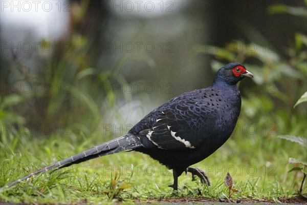 Mikado pheasant