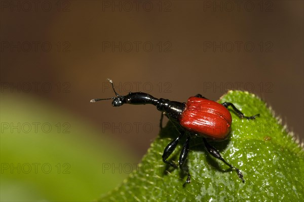 Giraffe necked weevil