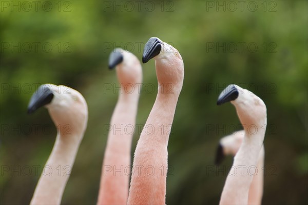 Chilean chilean flamingo