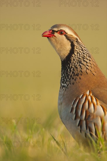 Red-legged Partridge