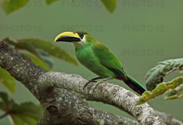 Emerald Toucanet