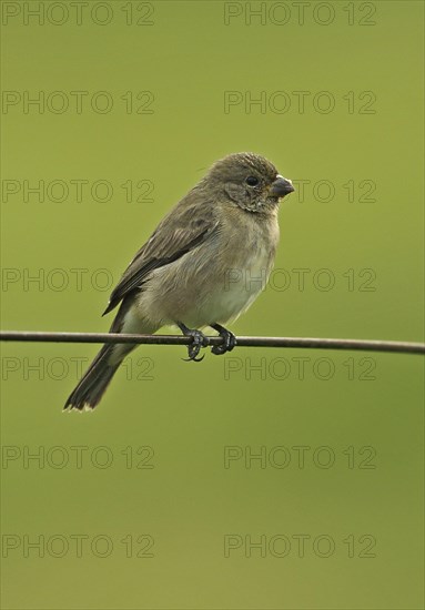 Double-collared Seedeater