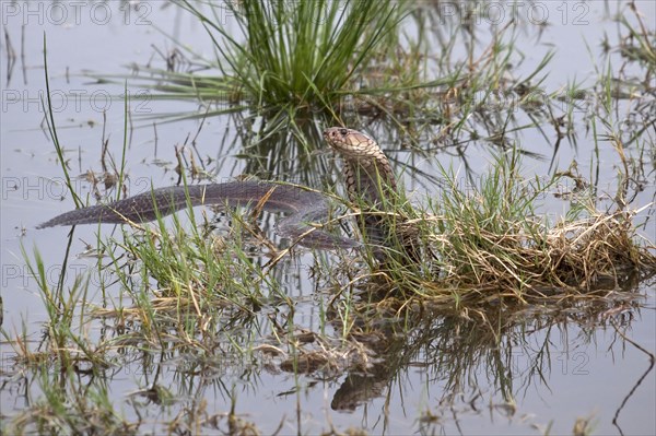 Mozambique Spitting Cobra