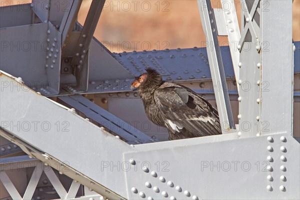 California Condor