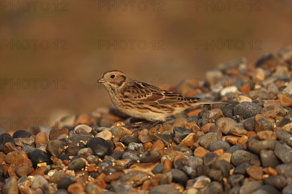 Lapland longspur