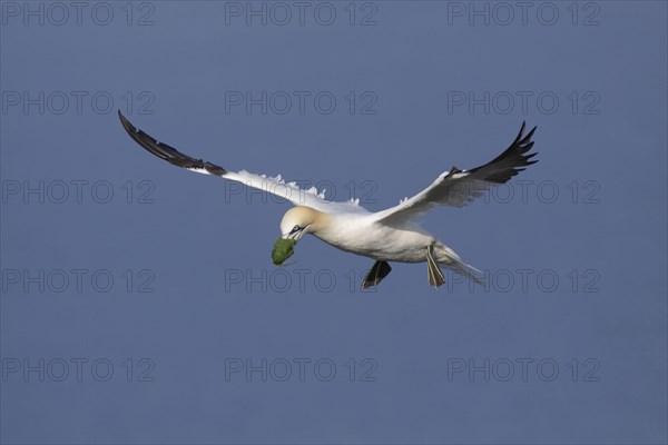 Northern Gannet