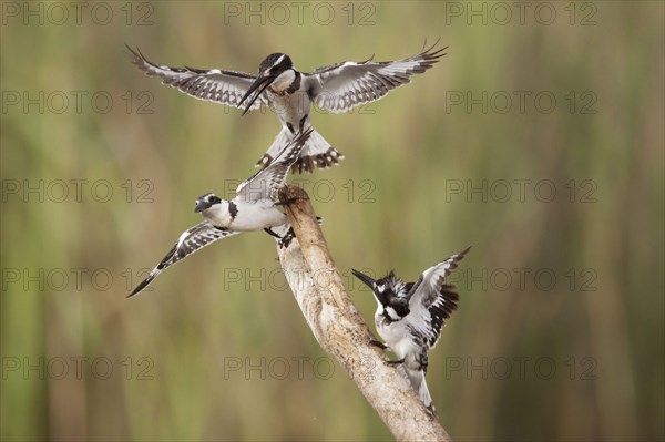 Alcedo rudis