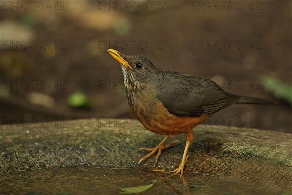 Olive Thrush