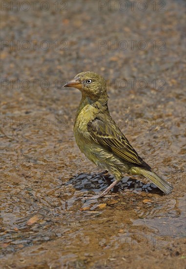 Cape cape weaver