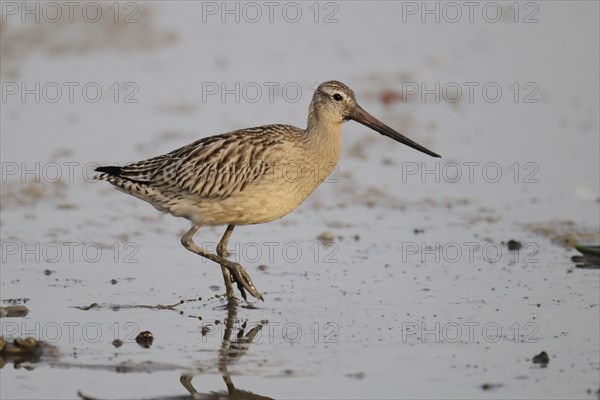 Black-tailed Godwit