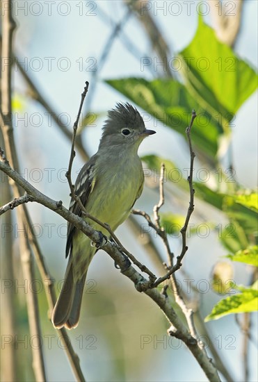 Yellow-bellied Elaenia