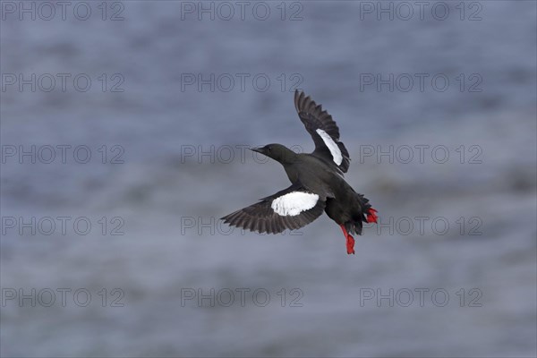 Black guillemot