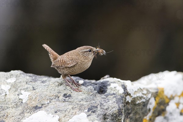 Shetland wren