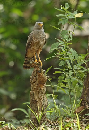 Roadside Hawk