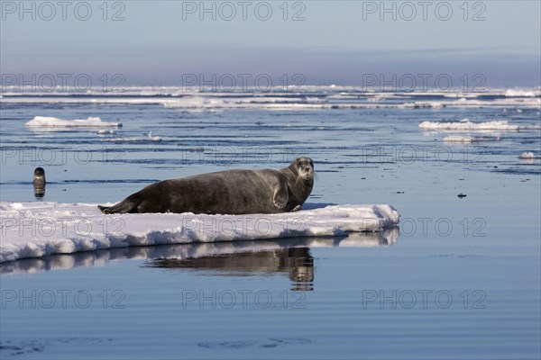 Bearded Seal