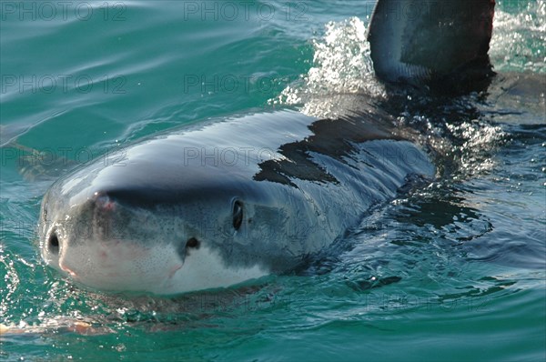 Adult great white shark