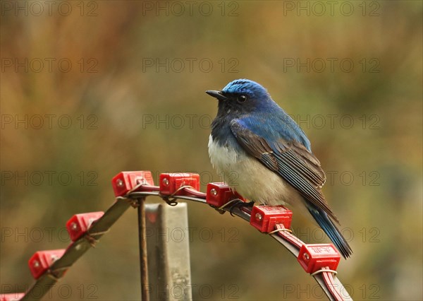 Blue-and-white Flycatcher