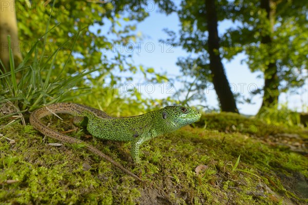 Sand lizards