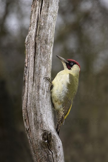 Green Woodpecker