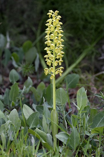 Small small dotted orchid