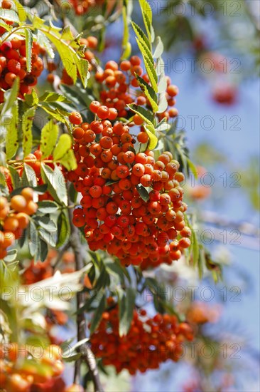 Vogelbeeren