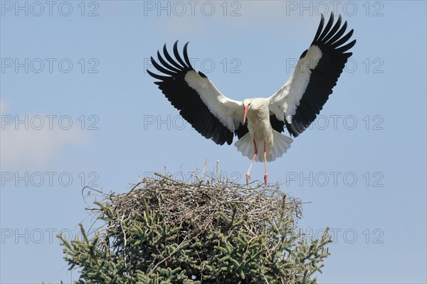 Male white stork with wings spread wide approaching his nest