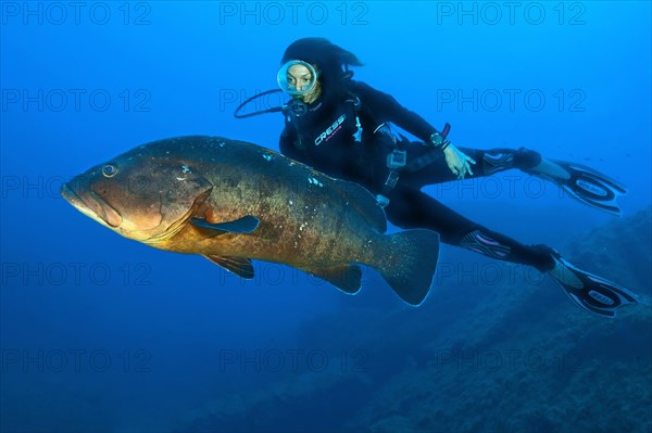 Dusky grouper