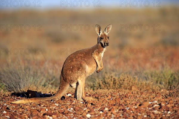 Red kangaroo