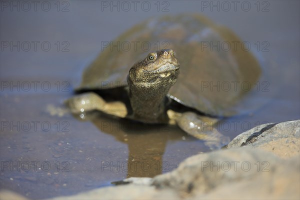 Serrated Hinged Terrapin